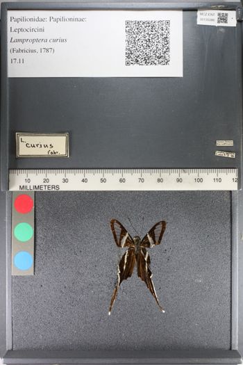 Media type: image;   Entomology 135086